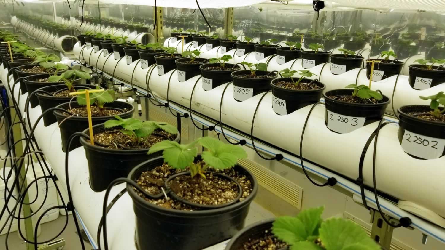 strawberry nursery production in controlled environments